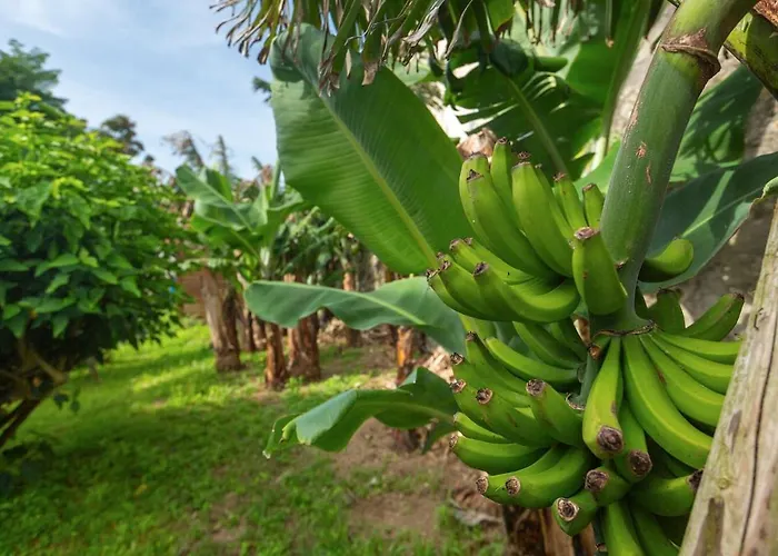Vakantiehuis Casa Silke Vila Franca do Campo